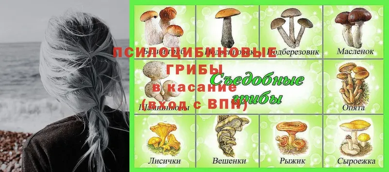 Псилоцибиновые грибы MAGIC MUSHROOMS  Кирсанов 